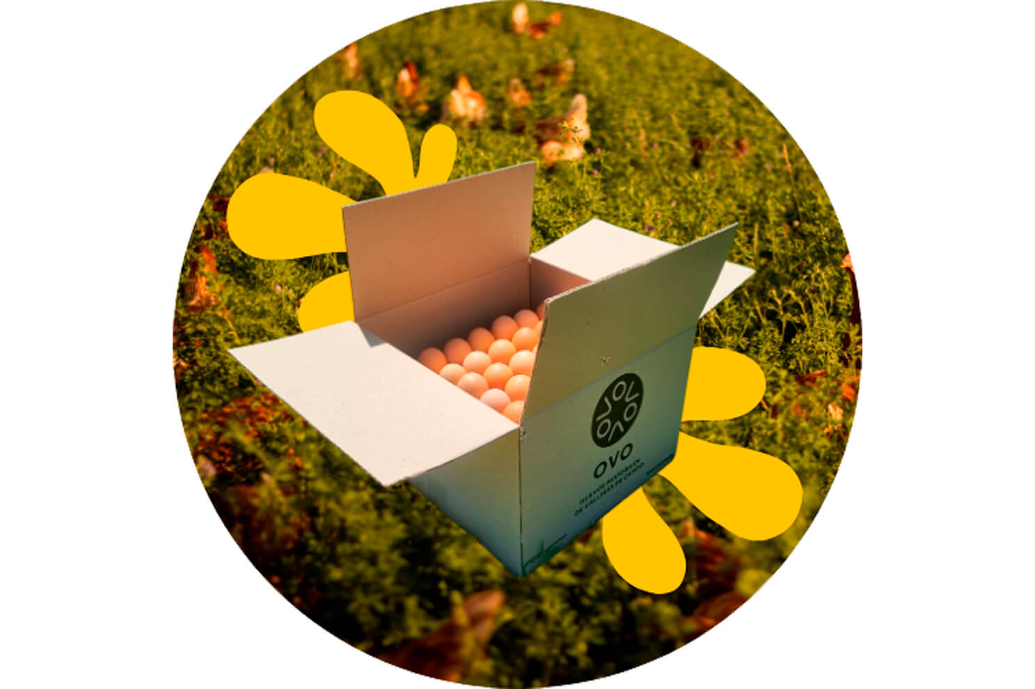OVO Productos caja 1